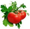 Triết lý cà chua – tomato