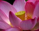 Vài lời giới thiệu về Hoa Sen và ý nghĩa tám cánh hoa sen trong Phật học