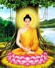 Công đức không thể nghĩ bàn của những ai chỉ đủ lòng tin, lòng thương mến Đức Phật